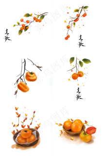 立秋手绘金黄的柿子