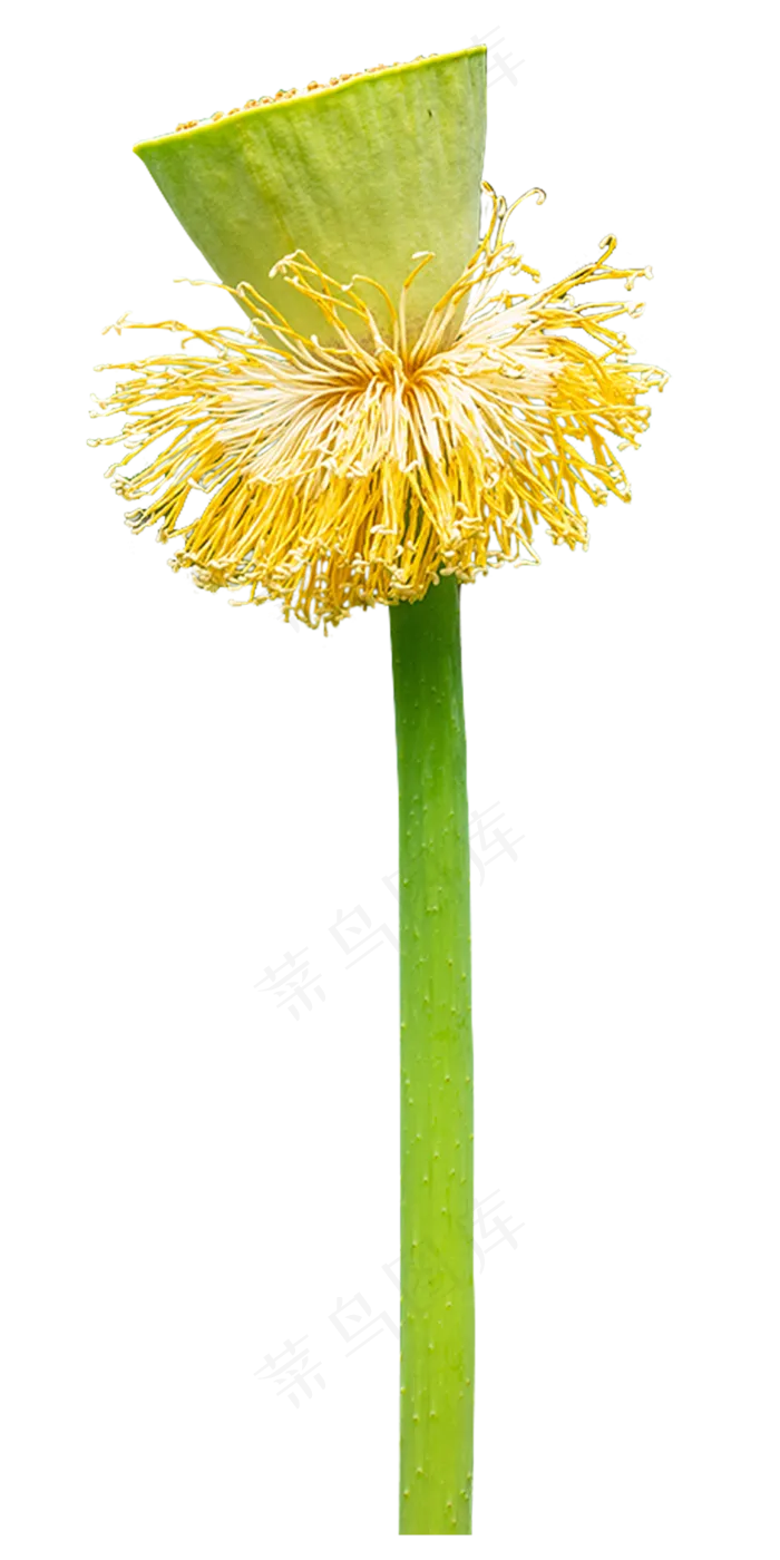 荷花莲蓬(2000*4000px 300 dpi )