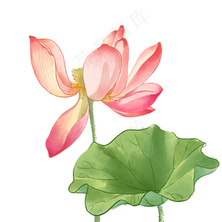 中国风荷花水彩画