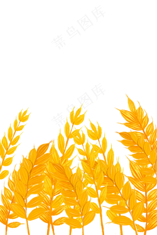 芒种黄色麦穗麦子