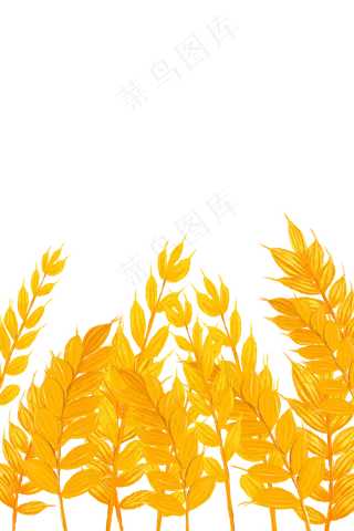 芒种黄色麦穗麦子