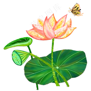 夏日宝石荷花荷叶手绘免抠高清图