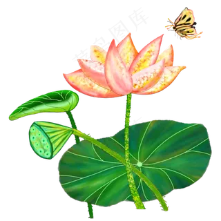 夏日宝石荷花荷叶手绘免抠高清图