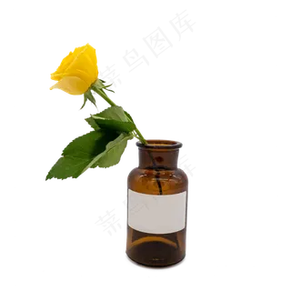 黄色玫瑰绿叶花瓶