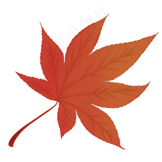 立秋红色枫叶,免抠元素