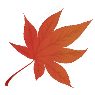 立秋红色枫叶,免抠元素