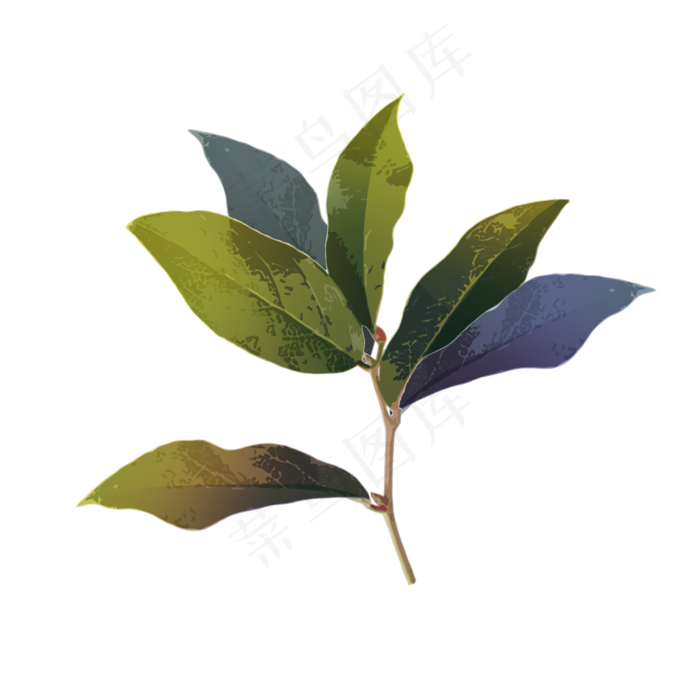 绿植多彩的树叶