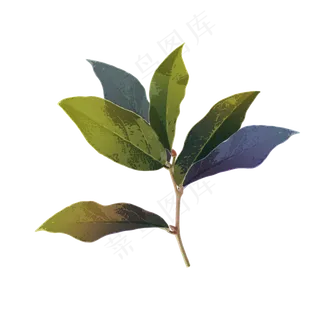 绿植多彩的树叶