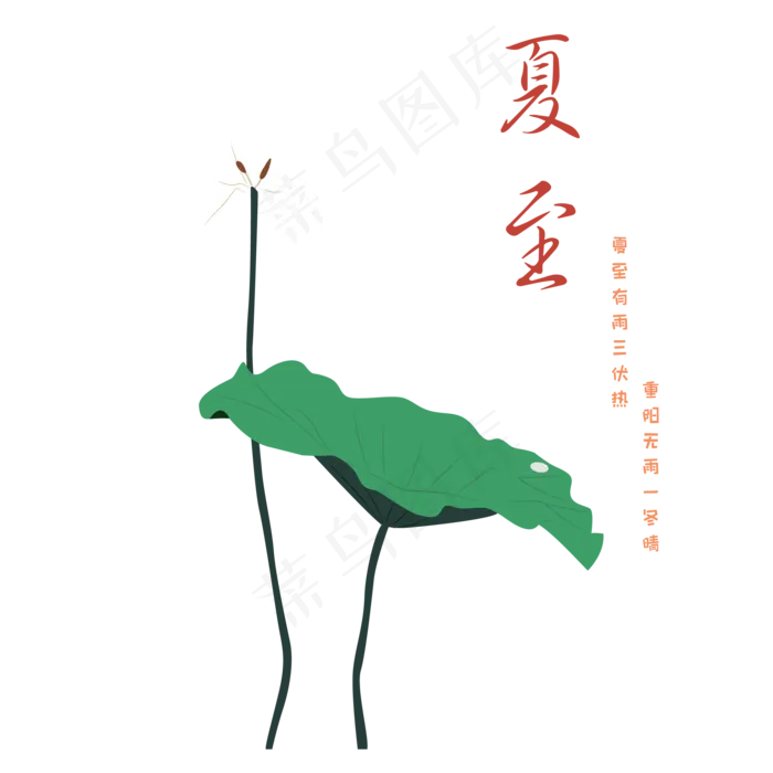 夏至的荷叶免抠图(2083X2083(DPI:300))psd模版下载