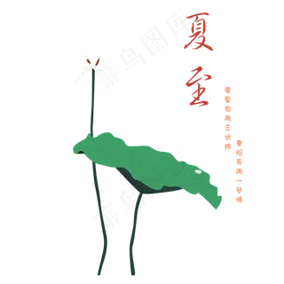 夏至的荷叶免抠图