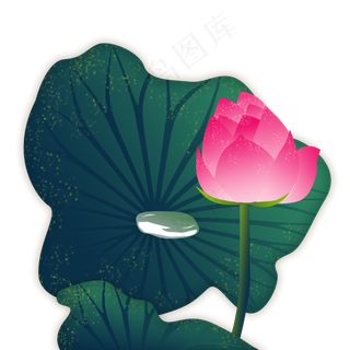 荷花红色荷花露珠荷叶