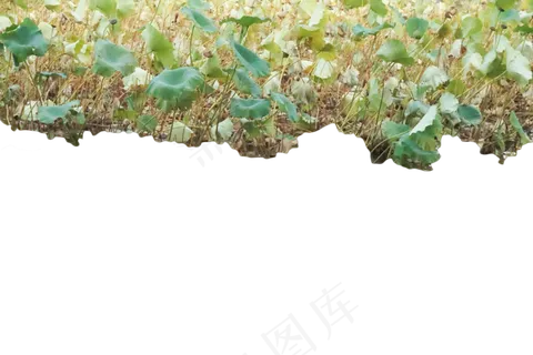 荷花塘上面的荷叶