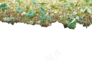 荷花塘上面的荷叶