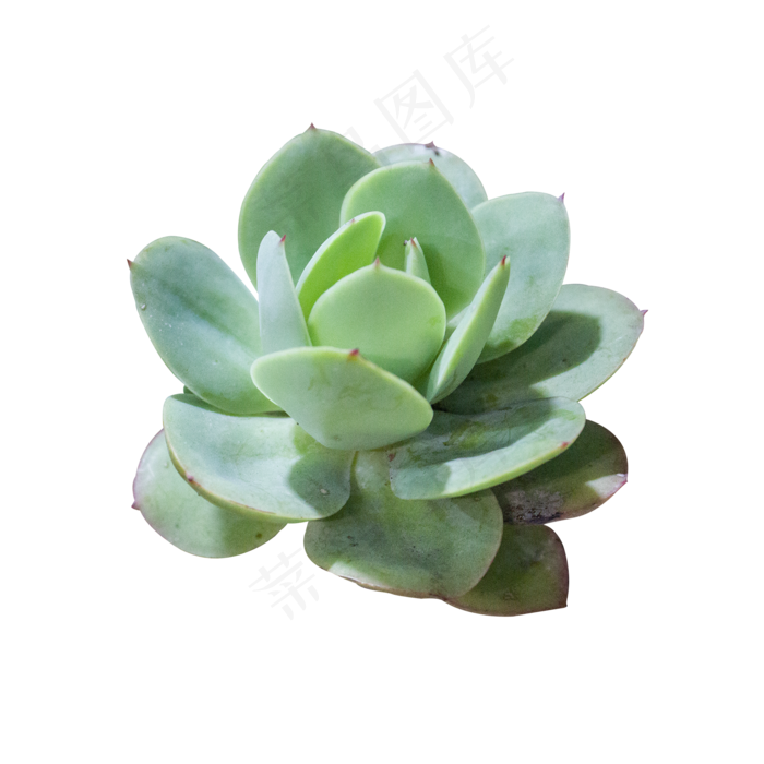 清新绿色多肉植物,免抠元素