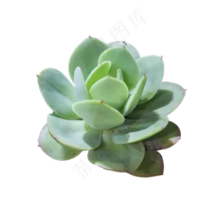 清新绿色多肉植物,免抠元素