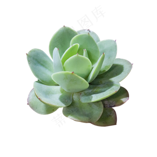清新绿色多肉植物,免抠元素