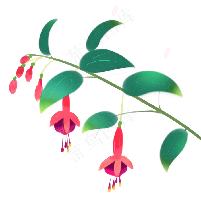 芒种植物之灯笼花(2000X2000(DPI:300))psd模版下载