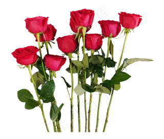 绿色植物玫瑰花