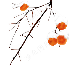 手绘立冬雪中柿子
