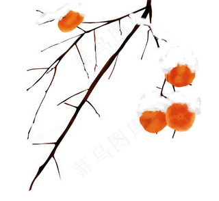 手绘立冬雪中柿子