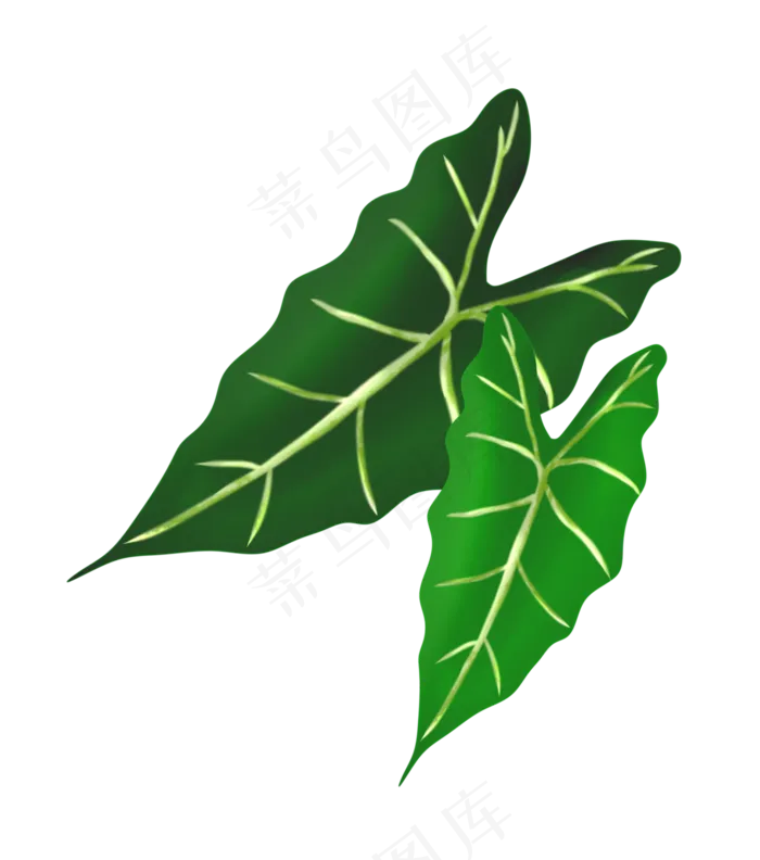 绿色纹路叶子(2975X3367(DPI:300))psd模版下载