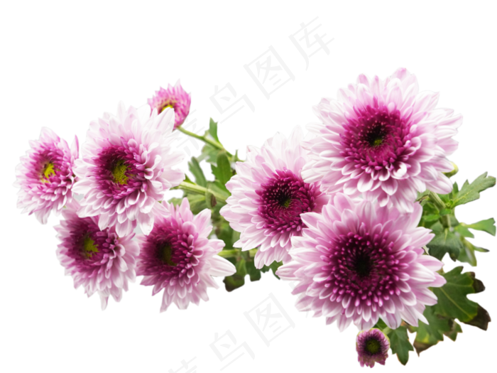 粉色菊花花束(4000*3000px 300 dpi )