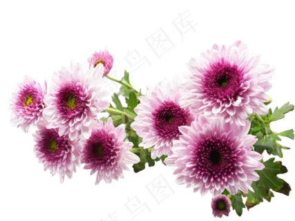 粉色菊花花束 粉色菊花花束