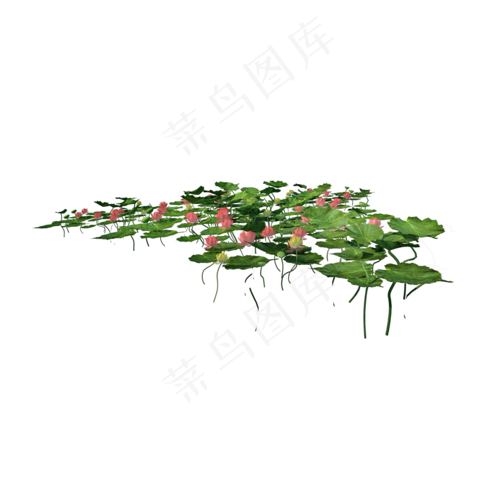 仿真池塘荷叶png图(2000X2000(DPI:300))psd模版下载