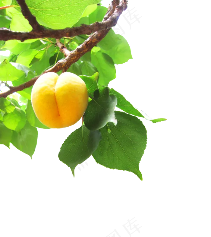 水果植物免扣(5763*6470px 300 dpi )