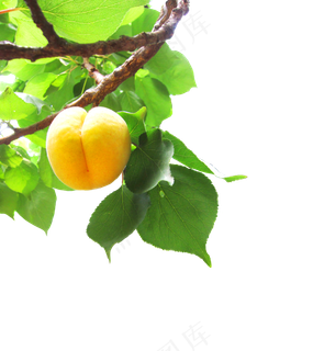 水果植物免扣