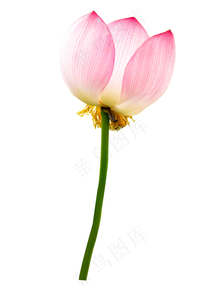 粉色荷花花枝(2542*3378px 300 dpi )