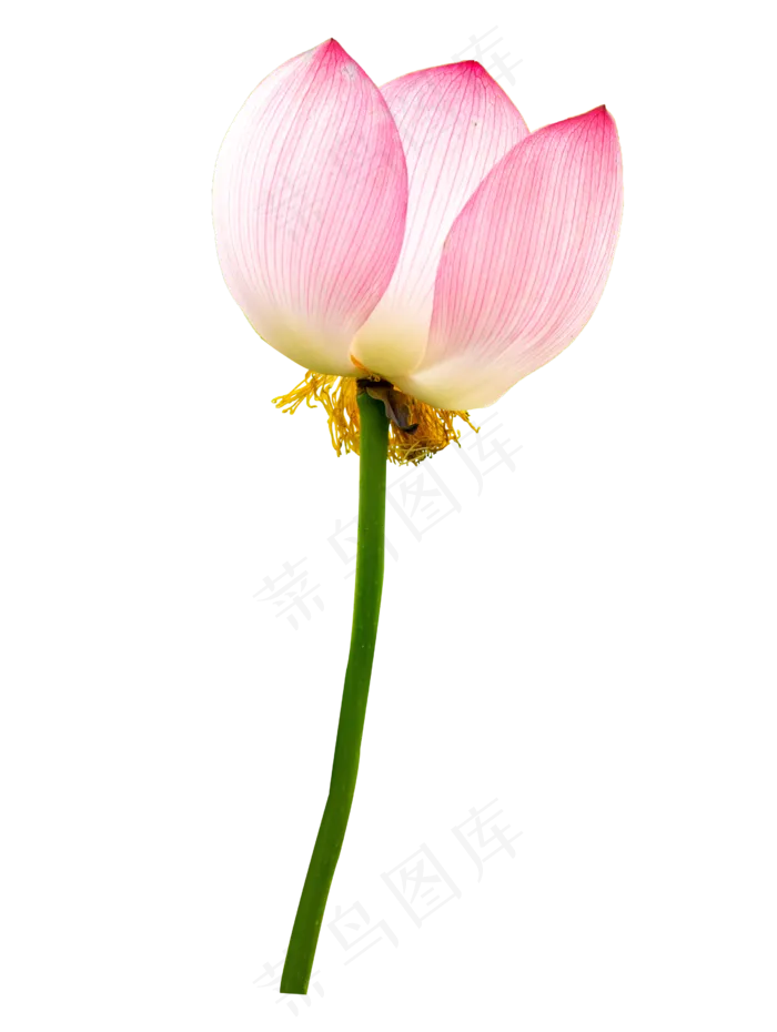 粉色荷花花枝(2542*3378px 300 dpi )