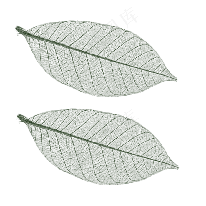 叶子叶脉,免抠元素(2000*2000px 300 dpi )psd模版下载