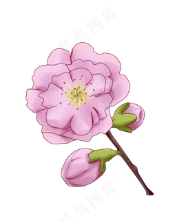 中国风粉色的樱花 中国风粉色的樱花