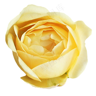 淡黄色玫瑰花