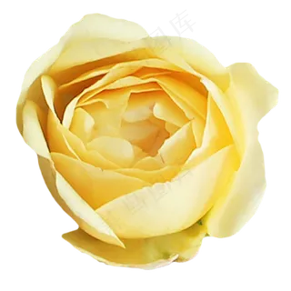 淡黄色玫瑰花