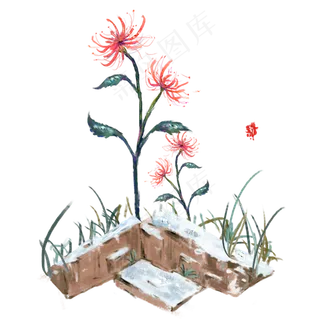 手绘霜降红彼岸花,免抠元素