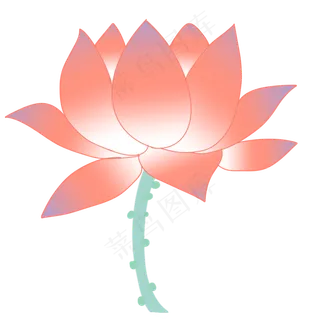 一朵荷花红色花朵