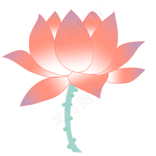 一朵荷花红色花朵