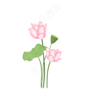 荷花荷叶莲蓬装饰