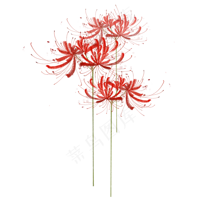 彼岸花红色手绘素材(2000X2000(DPI:300))psd模版下载