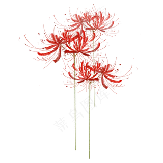 彼岸花红色手绘素材