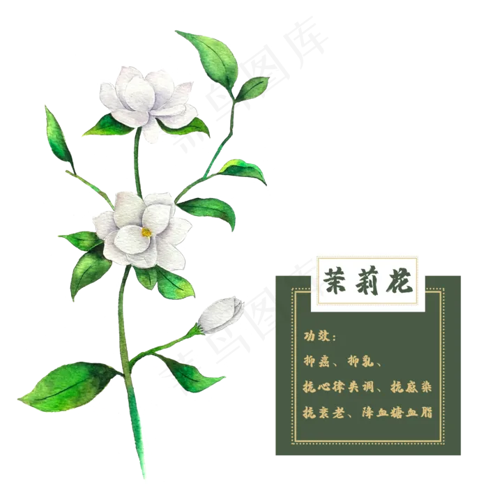 茉莉花花类中草药植物花卉水彩(2500X2500(DPI:300))psd模版下载