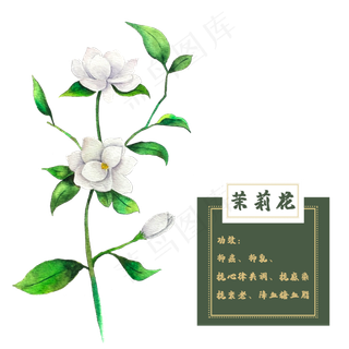 茉莉花花类中草药植物花卉水彩