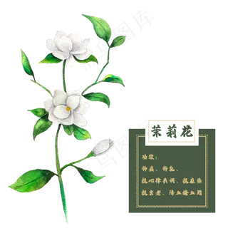 茉莉花花类中草药植物花卉水彩