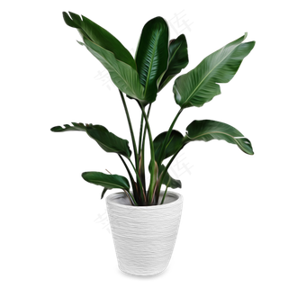 盆栽植物,免抠元素 盆栽植物,免抠元素