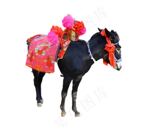 景区拍照的小毛驴,免抠元素