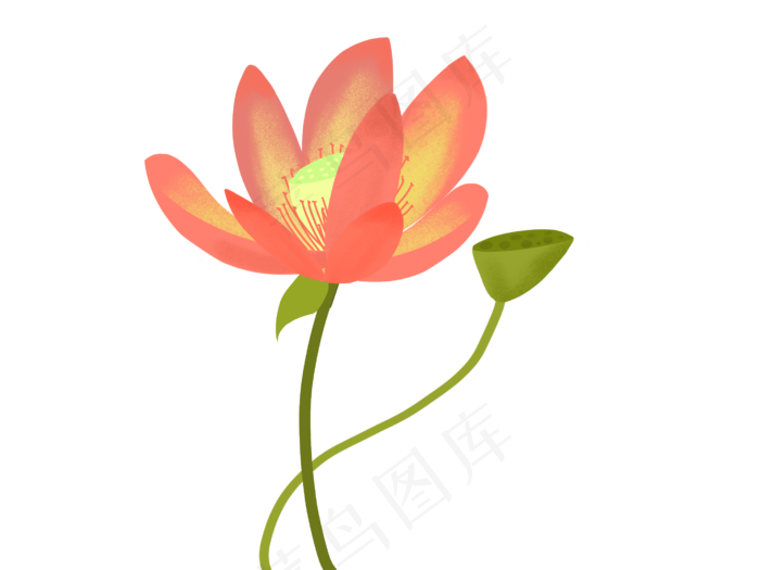一朵红色荷花插图(2732X2048(DPI:132))psd模版下载