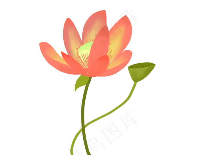 一朵红色荷花插图(2732X2048(DPI:132))psd模版下载