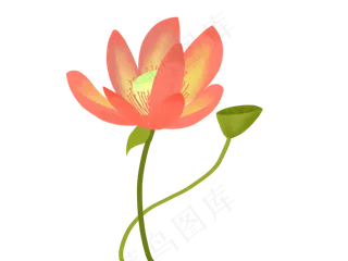 一朵红色荷花插图